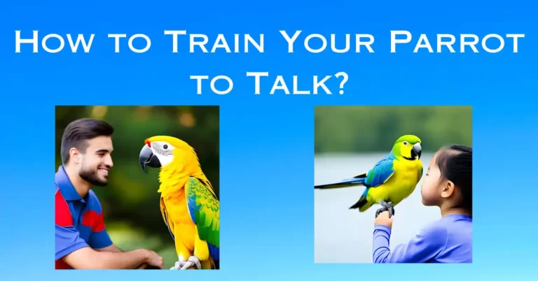 How to Train Your Parrot to Talk: A Step-by-Step Guide